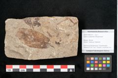 Foto (Objekt + Etikett) von Quercus palaeoilex Ettingshausen (NHMW-GEO-2024-0188-6375)